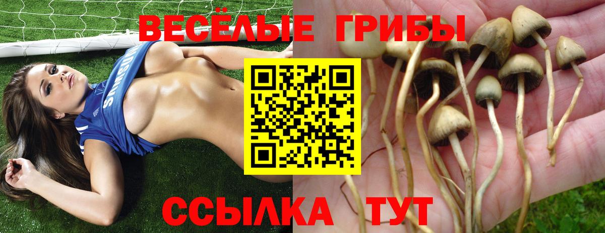 Галлюциногенные грибы Psilocybe Людиново